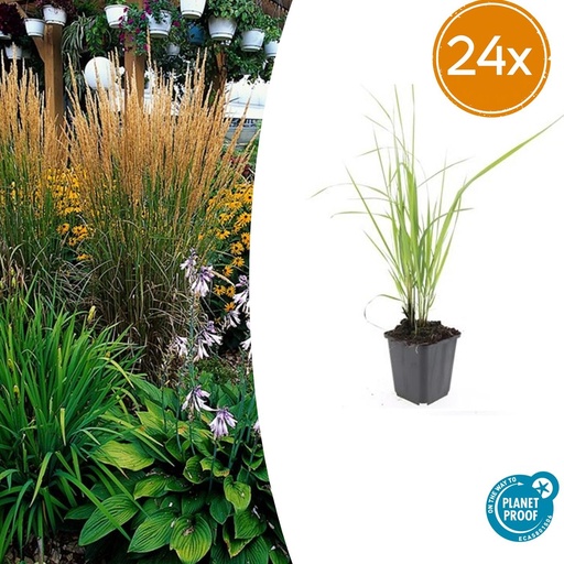 "24x Calamagrostis acut. 'Karl Foerster' - ↕10-25cm - Ø9cm image"