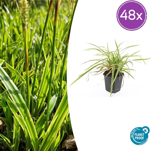 "48x Carex morrowii 'Aureovariegata' - ↕10-25cm - Ø9cm image"