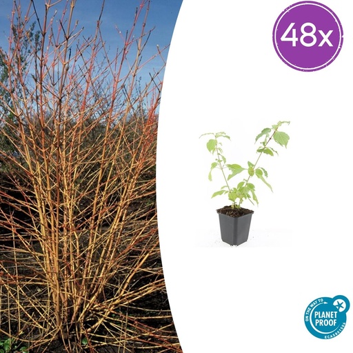 "48x Cornus sang. 'Anny's Winter Orange' - ↕10-25cm - Ø9cm image"