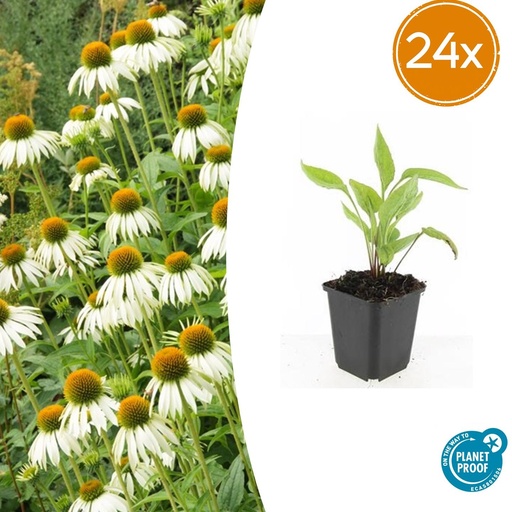 "24x Echinacea p. 'Weiß Schwan' - ↕10-25cm - Ø9cm image"