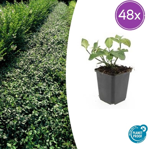 "48x Euonymus fort. 'Dart's Decke' - ↕10-25cm - Ø9cm image"