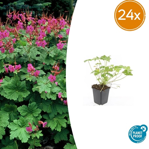 "24x Geranium macr. 'Czakor' - ↕10-25cm - Ø9cm image"