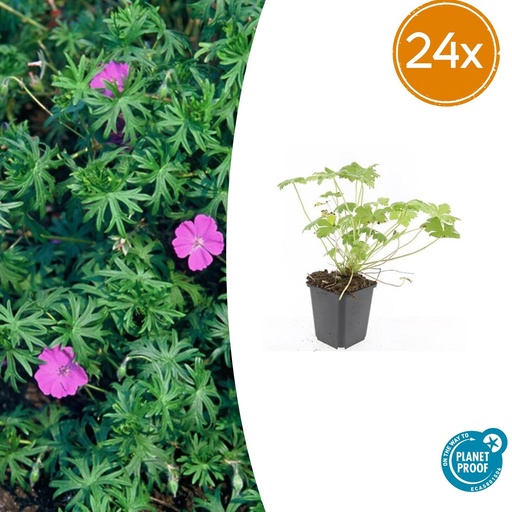"24x Geranium 'Winziges Monster' - ↕10-25cm - Ø9cm image"