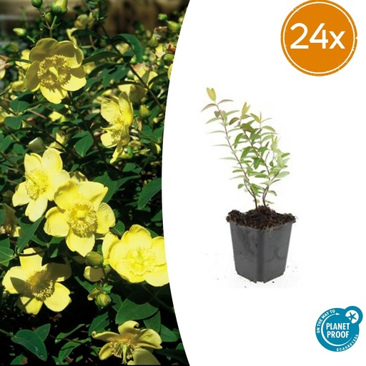 "24x Hypericum 'Hidcote' - ↕10-25cm - Ø9cm image"
