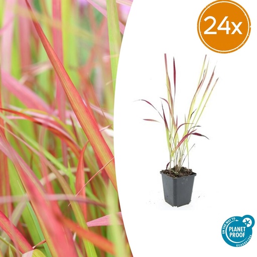 "24x Imperata cylindrica 'Red Baron' - ↕10-25cm - Ø9cm image"