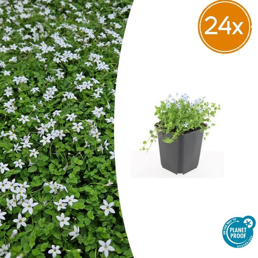 "24x Isotoma fluviatilis 'Alba' - ↕10-25cm - Ø9cm image"