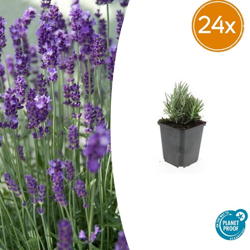 "24x Lavandula angustifolia 'Dwarf Blue' - ↕10-25cm - Ø9cm image"