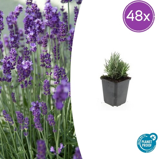 "48x Lavandula ang. 'Dwarf Blue' - ↕10-25cm - Ø9cm image"