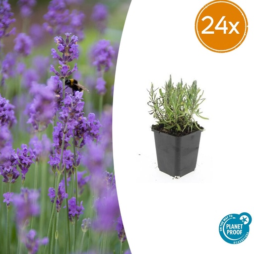 "24x Lavandula angustifolia 'Munstead' - ↕10-25cm - Ø9cm image"