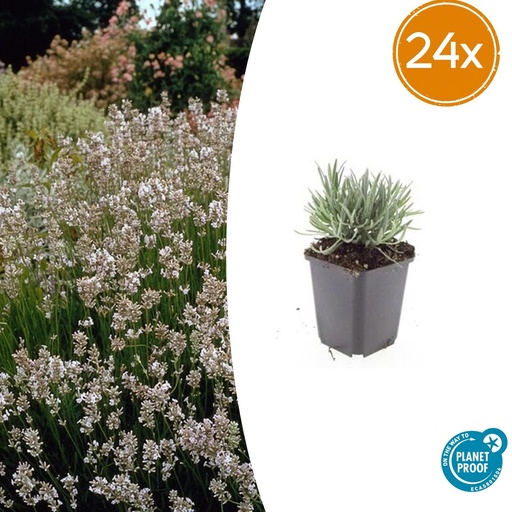 "24x Lavandula intermedia 'Edelweiss' - ↕10-25cm - Ø9cm image"