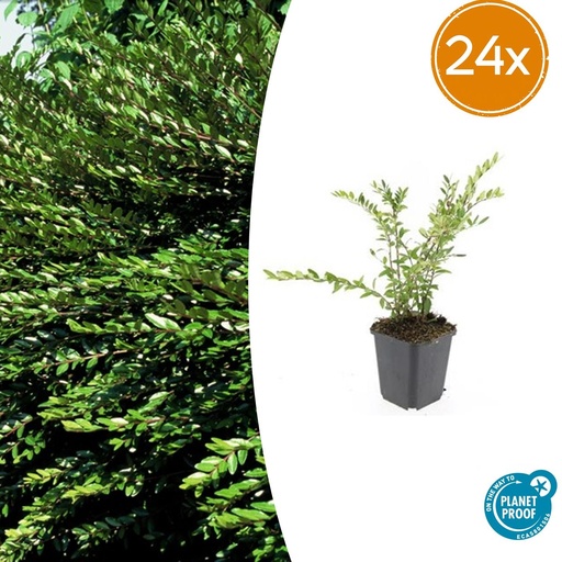 "24x Lonicera pileata - ↕10-25cm - Ø9cm image"