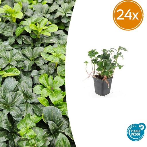 "24x Pachysandra terminalis 'Green Sheen' - ↕10-25cm - Ø9cm image"