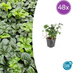48x Pachysandra term. 'Grüner Glanz' - ↕10-25cm - Ø9cm