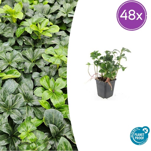 "48x Pachysandra term. 'Grüner Glanz' - ↕10-25cm - Ø9cm image"