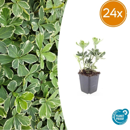 "24x Pachysandra terminalis 'Variegata' - ↕10-25cm - Ø9cm image"