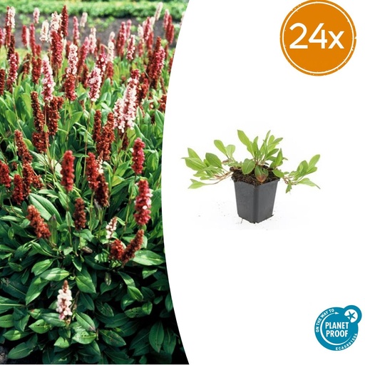 "24x Persicaria affinis 'Darjeeling Red' - ↕10-25cm - Ø9cm image"