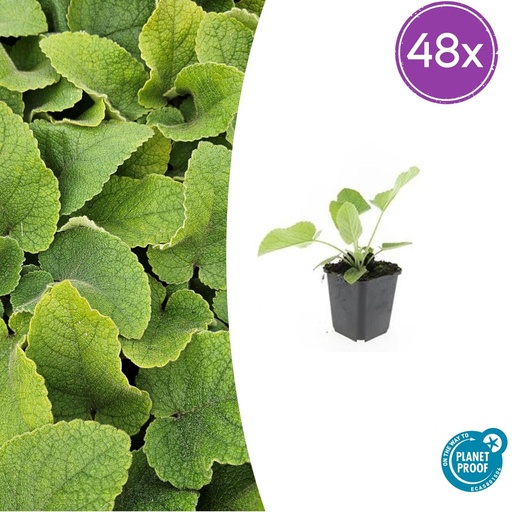 "48x Phlomis russeliana - ↕10-25cm - Ø9cm image"
