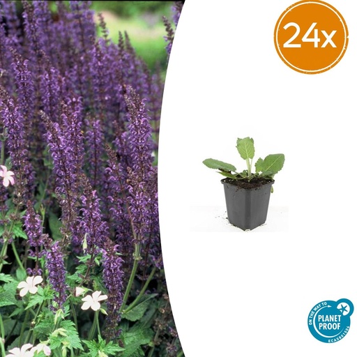 "24x Salvia nemorosa 'Mainacht' - ↕10-25cm - Ø9cm image"