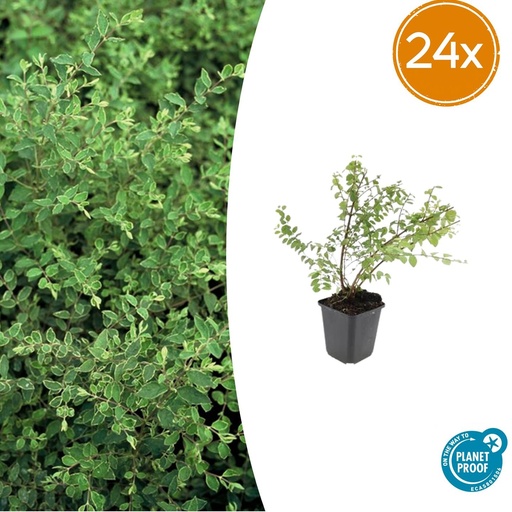 "24x Symphoricarpos ch. 'Hancock' - ↕10-25cm - Ø9cm image"