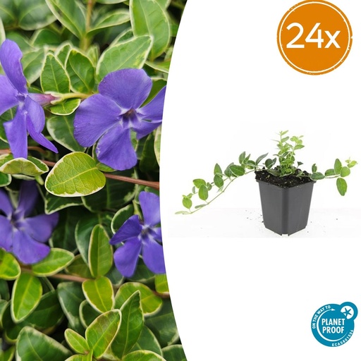"24x Vinca minor 'Argenteovariegata' - ↕10-25cm - Ø9cm image"