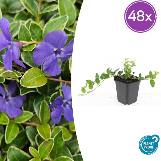 "48x Vinca minor 'Argenteovariegata' - ↕10-25cm - Ø9cm image"