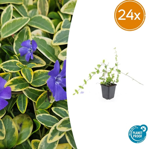 "24x Vinca minor 'Blue and Gold' - ↕10-25cm - Ø9cm image"