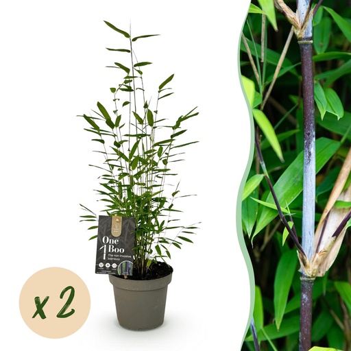 "Bambus - Fargesia Schwarzer Drache - Grün - 2 Pflanzen - Immergrün - Nicht Ausbreitend - Topf 14cm Höhe 35cm image"