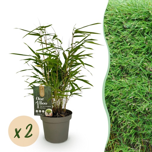 "Bambus - Fargesia rufa - Grün - 2 Pflanzen - Immergrün - Wuchernd - Topf 14cm Höhe 35cm image"