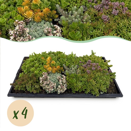 "Bodendecker – Winterhart – Sedummatte – Besteht aus 10 Sorten – X4 – Wenig Pflege – Länge 50 cm Breite 30 cm image"