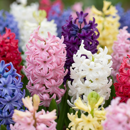 "10x Hyacinthus mix - Hyazinthen-Mix - Diverses - Frühlingsblüher - Zwiebelgröße 14/15 image"
