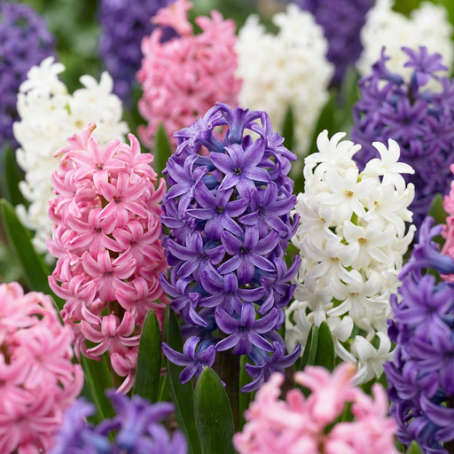 "10x Hyacinthus Pastel mix - Pastellhyazinthe - Pastel - Frühlingsblüher - Zwiebelgröße 14/15 image"
