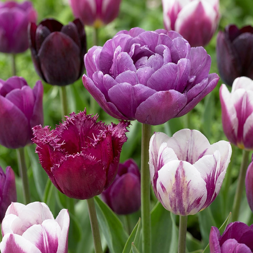 "12x Tulipa Blueberry mix - Tulpe Blueberry mix - Verschiedenes - Frühlingsblüher - Zwiebelgröße 11/12 image"