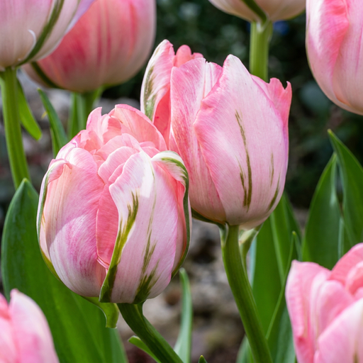 "12x Tulipa Double Pink - Gefüllte rosa Tulpe - Rosa - Frühlingsblüher - Zwiebelgröße 11/12 image"
