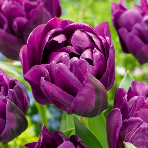 "12x Tulipa Double Lilac - Gefüllte Flieder-Tulpe - Lila - Frühlingsblüher - Zwiebelgröße 11/12 image"