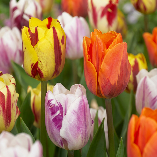 "15x Tulipa Flaming Beauty Mix - Tulpe Flaming Beauty Mix - Diverses - Frühlingsblüher - Zwiebelgröße 11/12 image"