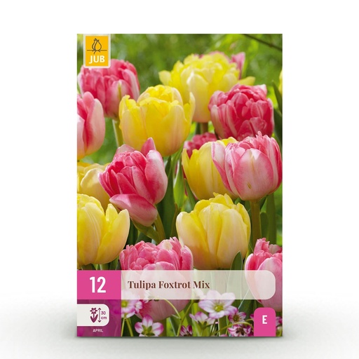"12x Tulipa Foxtrot Mix - Gefüllte Tulpe Foxtrot Mix - Diverses - Frühlingsblüher - Zwiebelgröße 11/12 image"