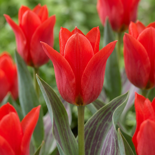 "15x Tulipa Greigii Red - Greigii-Tulpe - Rot - Frühlingsblüher - Zwiebelgröße 11/12 image"