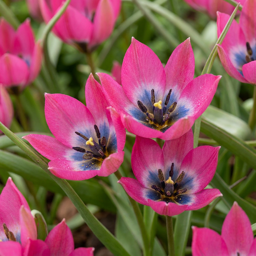 "25x Tulipa Little Beauty - Tulpe Little Beauty - Rosa - Frühlingsblüher - Zwiebelgröße 6/+ image"