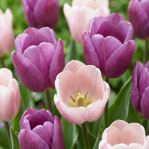 "12x Tulipa Macron mix - Tulpe Macron Mischung - Verschiedenes - Frühlingsblüher - Zwiebelgröße 11/12 image"