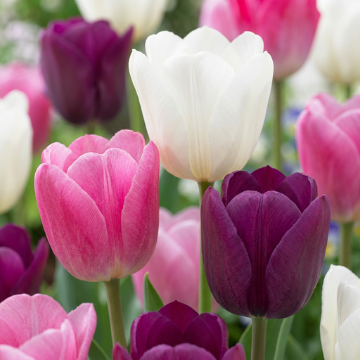 "12x Tulipa Pastel mix - Pastell-Tulpen-Mischung - Diverses - Frühlingsblüher - Zwiebelgröße 11/12 image"