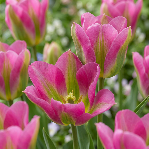 "12x Tulipa Strawberry Lemonade - Tulpe Strawberry Lemonade - Diverses - Frühlingsblüher - Zwiebelgröße 11/12 image"