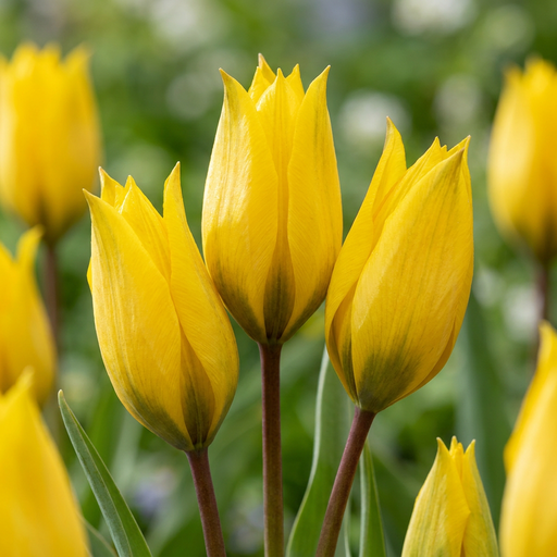 "20x Tulipa Sylvestris - Weinbergstulpe - Gelb - Verwilderungszwiebel - Zwiebelgröße 5/6 image"