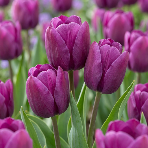 "15x Tulipa Triumph Purple - Triumph-Tulpe - Lila - Frühlingsblüher - Zwiebelgröße 11/12 image"