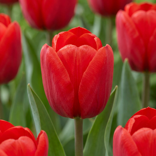 "15x Tulipa Triumph Red - Triumph-Tulpe Rot - Rot - Frühlingsblüher - Zwiebelgröße 11/12 image"