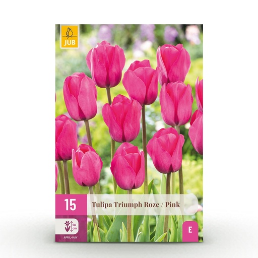 "15x Tulipa Triumph Pink - Triumph-Tulpe - Rosa - Frühlingsblüher - Zwiebelgröße 11/12 image"