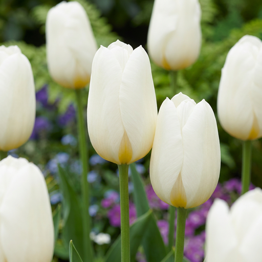 "15x Tulipa Triumph White - Triumph-Tulpe Weiß - Weiß - Frühlingsblüher - Zwiebelgröße 11/12 image"