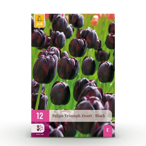 "12x Tulipa Triumph Black - Triumph-Tulpe Black - Dunkel Lila - Frühlingsblüher - Zwiebelgröße 11/12 image"