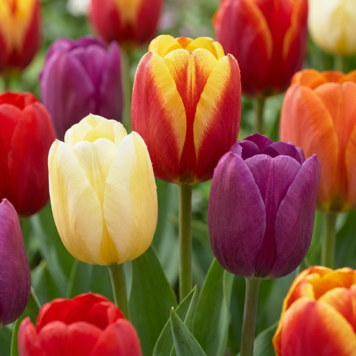 "15x Tulipa Triumph Mix - Triumph-Tulpe - Diverses - Frühlingsblüher - Zwiebelgröße 11/12 image"