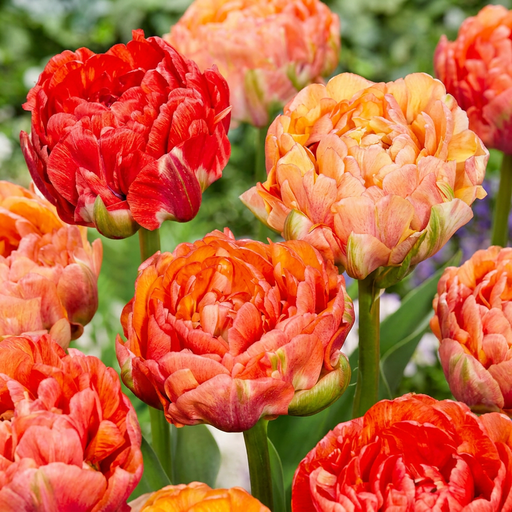"12x Tulipa Gudoshnik Double - Gefüllte Tulpe Gudoshnik - Diverses - Frühlingsblüher - Zwiebelgröße 11/12 image"