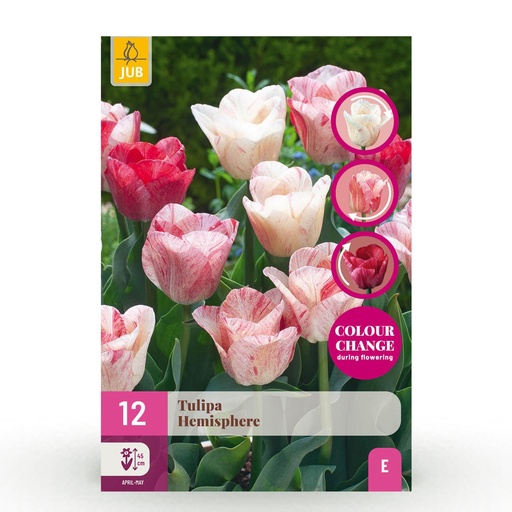 "12x Tulipa Hemisphere - Tulpe Hemisphere - Diverses - Frühlingsblüher - Zwiebelgröße 11/12 image"